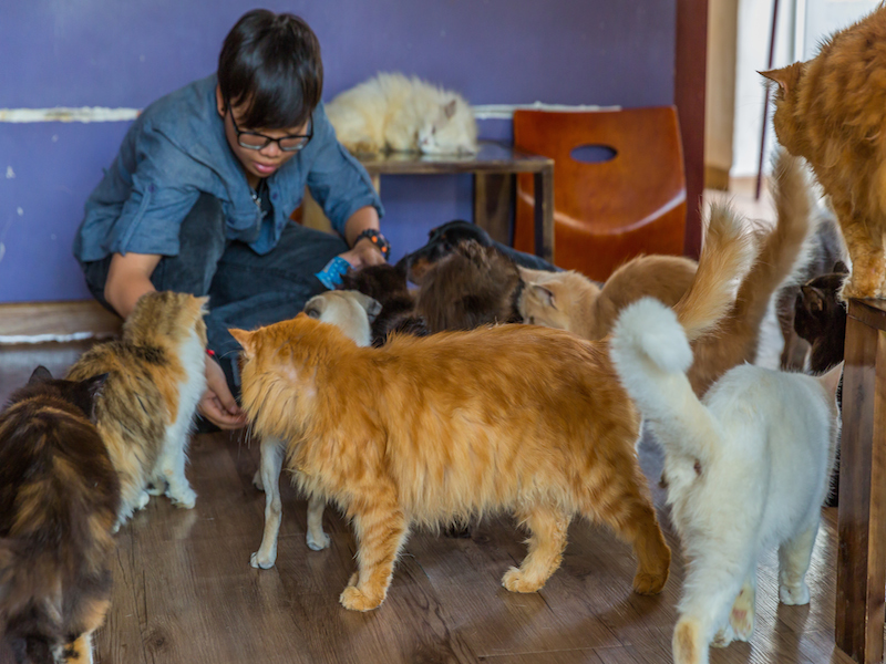 Cat cafe 2