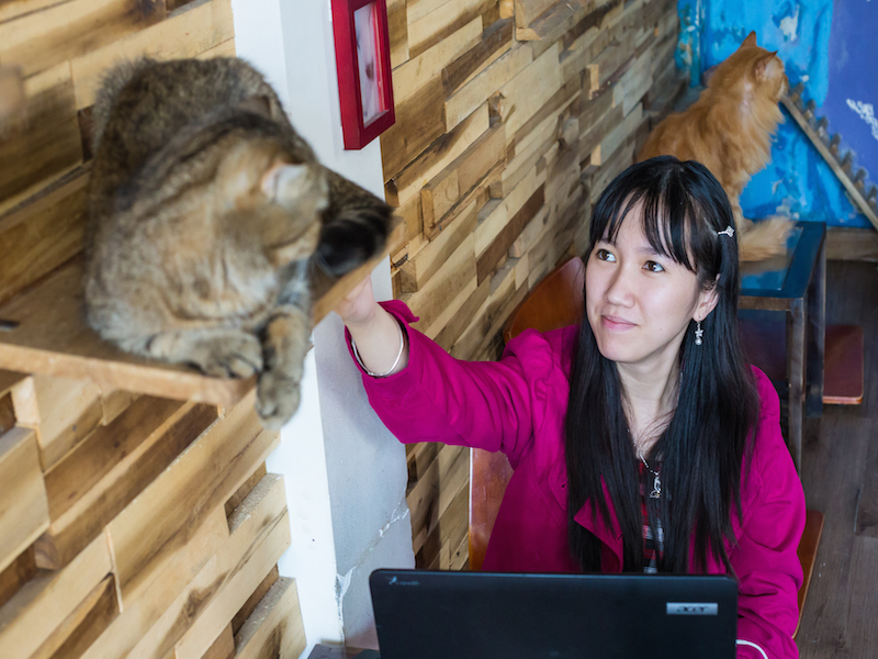 Cat cafe