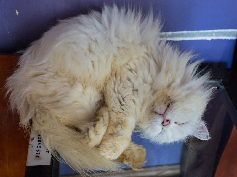 Cat cafe1