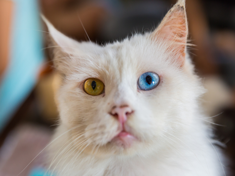 Catcafe3