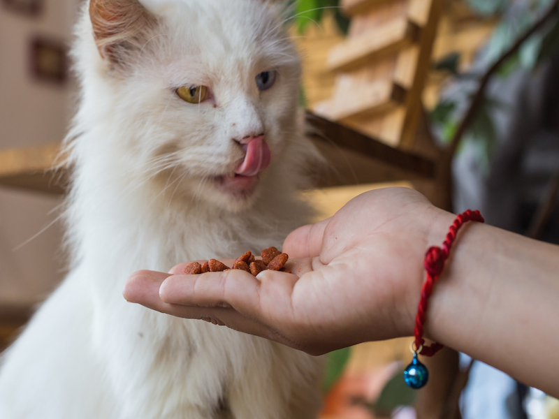 Catcafe4