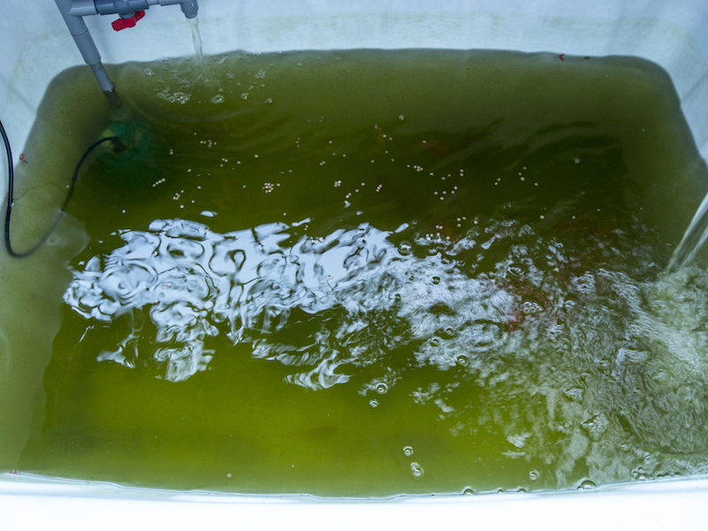 Aquaponics