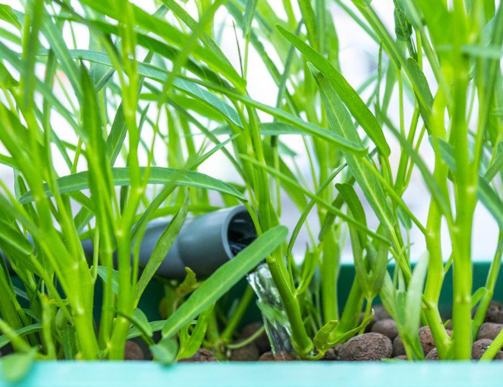 Aquaponics 1